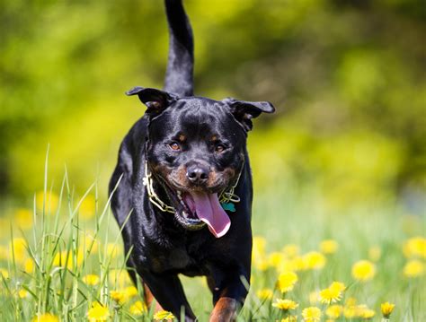 Der Tag, an dem mich unser Rottweiler nahm – readbeast